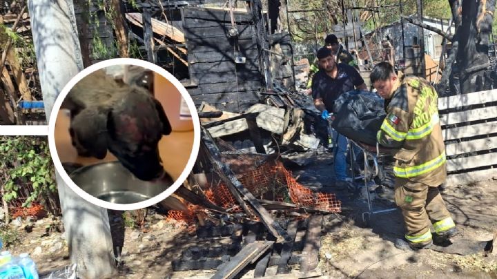 Sigue luchando por su vida perrita rescatada del incendio de la colonia Viveros