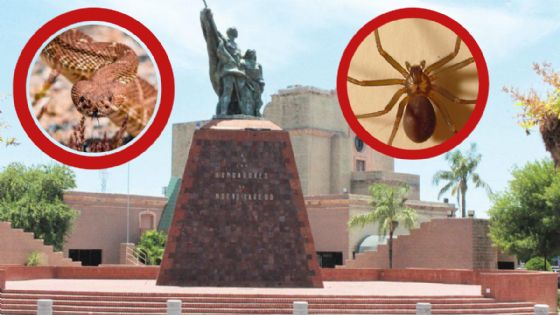 Animales ponzoñosos que podrías encontrar en Nuevo Laredo; su veneno podría matarte en horas