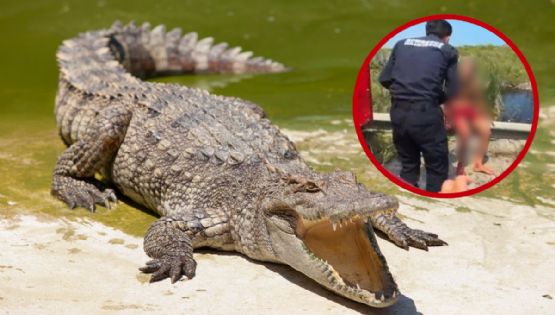 Terror en Tampico: cocodrilo ataca a abuelito y lo deja con el brazo destrozado; lo trasladan grave al hospital