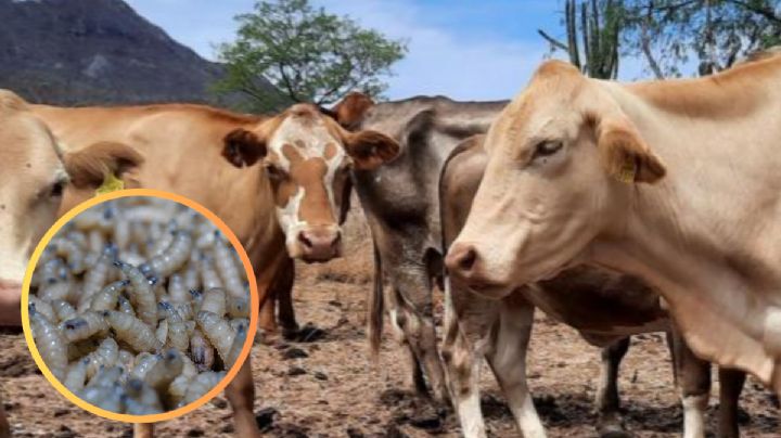 Gusano barrenador se expande en Tamaulipas; confirman nuevos casos y suman 25 contagios activos