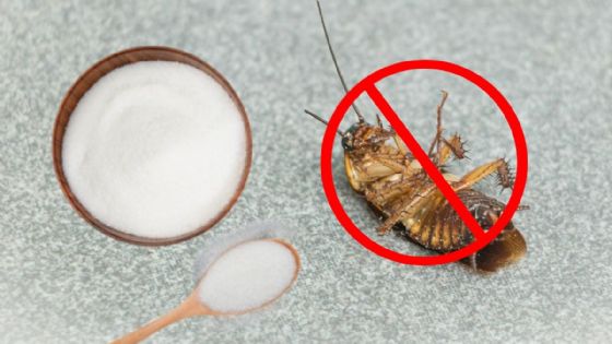 Adiós cucarachas: el truco casero con dos ingredientes de cocina que resulta efectivo y económico