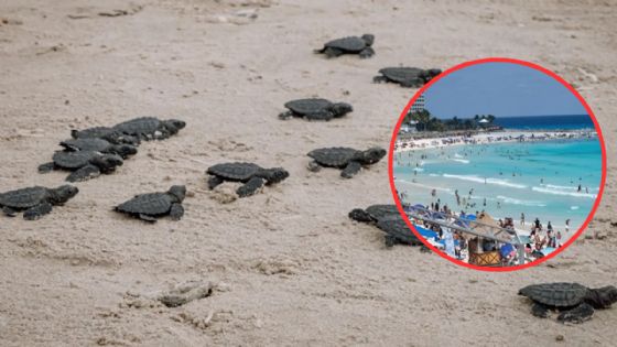 Tamaulipas activa vigilancia por Semana Santa ante llegada de tortugas marinas a playas