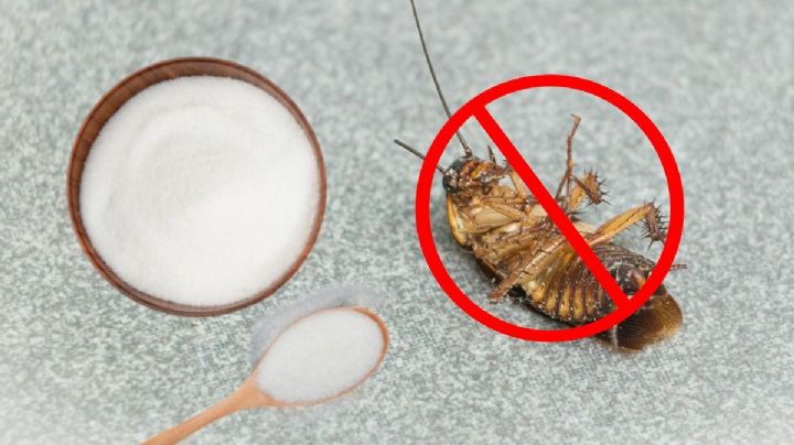 Adiós cucarachas: el truco casero con dos ingredientes de cocina que resulta efectivo y económico