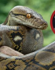 Foto descriptiva de: CBP asegura 39 pitones en el Puente del Comercio Mundial; iban ocultos rumbo a México