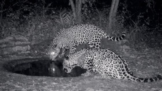 Avistamientos de jaguares: el depredador más grande de América regresa a Tamaulipas