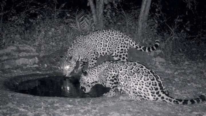 Avistamientos de jaguares: el depredador más grande de América regresa a Tamaulipas