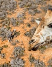 Foto descriptiva de: Confirman origen de jirafas en frontera de Coahuila; no eran de familia de Nuevo Laredo