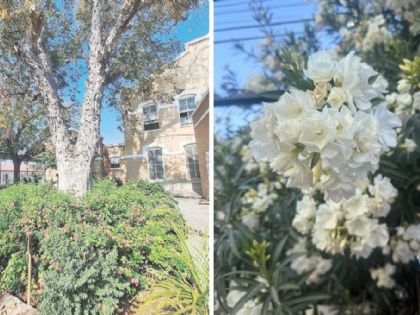 Adiós al invierno más caluroso de Nuevo Laredo y Laredo en los últimos 40 años; ¡llegó la primavera!