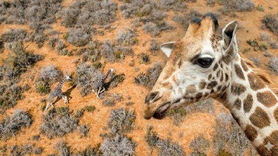 Confirman origen de jirafas en frontera de Coahuila; no eran de familia de Nuevo Laredo