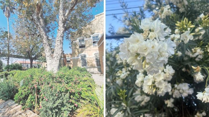 Adiós al invierno más caluroso de Nuevo Laredo y Laredo en los últimos 40 años; ¡llegó la primavera!