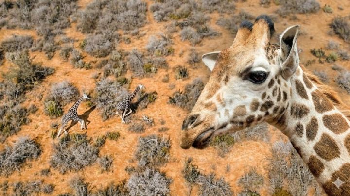 Confirman origen de jirafas en frontera de Coahuila; no eran de familia de Nuevo Laredo