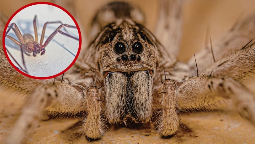 Primavera 2026: inicia temporada de araña violinista en Tamaulipas; picadura podría ser letal