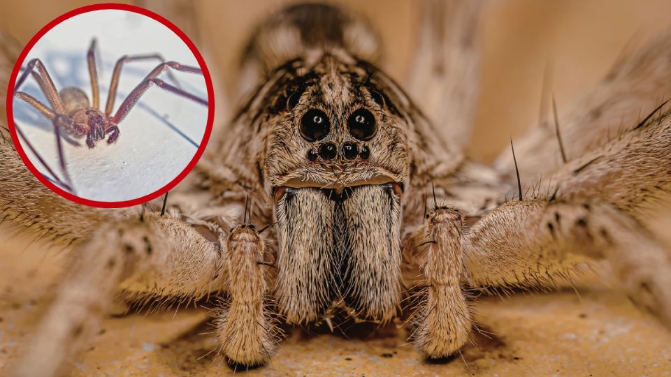 Araña violinista aparece en primavera