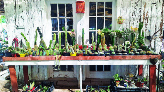 Estas son las plantas y árboles ideales para plantar en Nuevo Laredo antes de que lleguen calorones