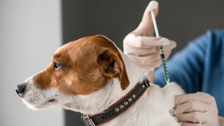 Arranca HOY vacunación contra la rabia en Nuevo Laredo; hay 4 puntos en la ciudad y 24 clínicas particulares