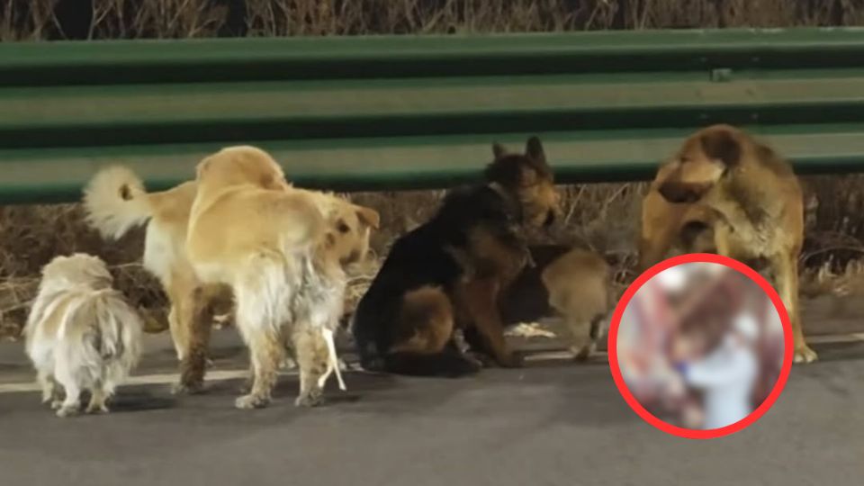 Los animales fueron devueltos a sus dueños el 19 de marzo tras revisiones veterinarias.