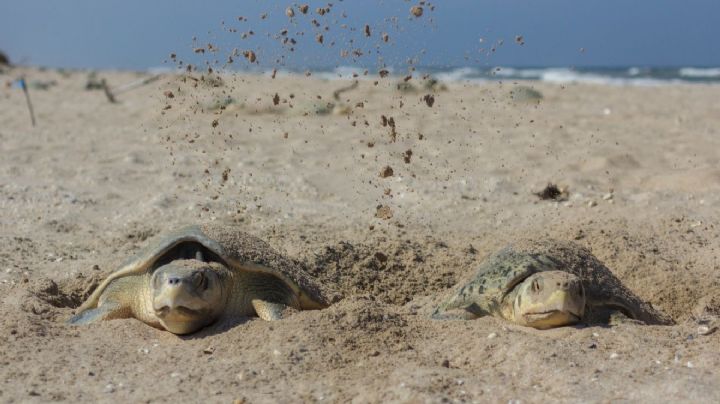 Registran primera anidación de tortuga lora en Tamaulipas; inicia temporada 2026 en playa Tepehuajes