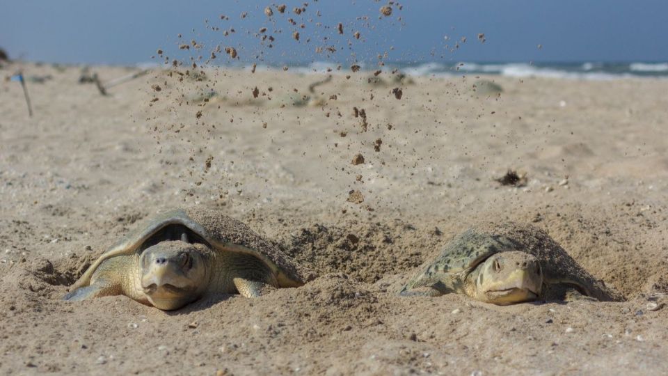 Detectan primer nido de tortuga lora en Tamaulipas en 2026