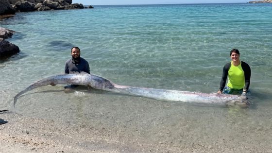 ¿Viene un sismo? La verdad tras la aparición del pez remo hoy en México