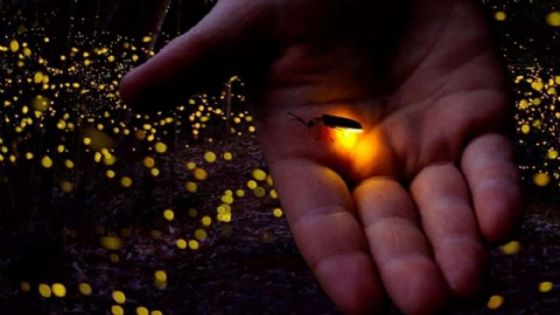 Extinción de luciérnagas: científicos responden si esta es la última generación que las verá