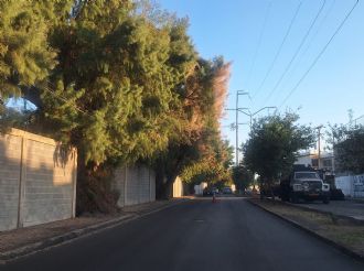Sensación térmica en Nuevo Laredo varía por entorno urbano, árboles y tipo de construcciones