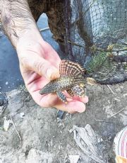 Foto descriptiva de: El pez diablo, grave amenaza para el río Bravo; esto es lo que puede causar