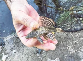 El pez diablo, grave amenaza para el río Bravo; esto es lo que puede causar