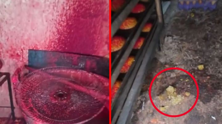 Clausuran fábrica ilegal de dulces por insalubridad y plagas; las condiciones eran deplorables | VIDEO