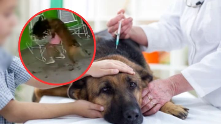 Perro que atacó brutalmente a niña en Coahuila será sacrificado tras observación veterinaria