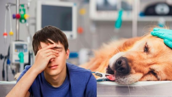 Planta tóxica en México: podría matar a tu perro en pocas horas y muchos la tienen en casa