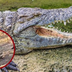 Sorprende cocodrilo gigante en canal de Tampico; bomberos lo capturan tras intensa maniobra | VIDEO