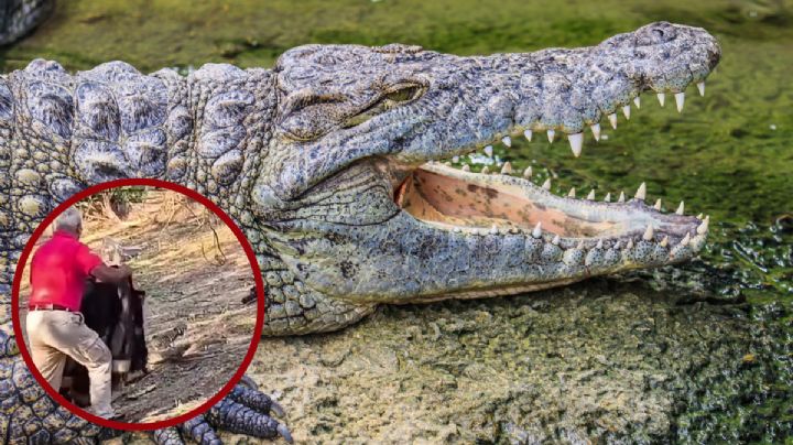Sorprende cocodrilo gigante en canal de Tampico; bomberos lo capturan tras intensa maniobra | VIDEO
