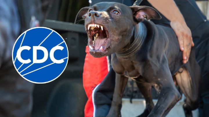 Ni Pitbulls ni Dobermans: El oscuro secreto detrás de los ataques mortales de perros en casa, según el CDC