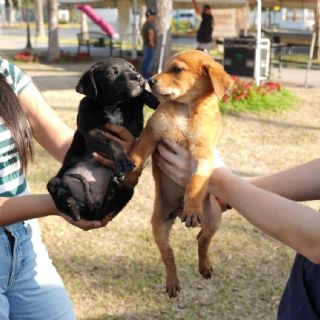 ¿Quieres darle una segunda oportunidad a animalitos rescatados?; hay feria de adopción en NLD