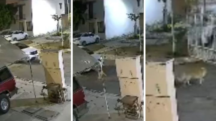 Mujer intenta matar a perrito; le echó encima el carro varias veces | VIDEO