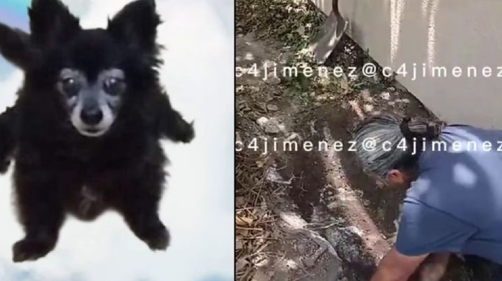 'Abuela Mataperros' de Coyoacán queda en libertad tras caso de la perrita Moni | VIDEO