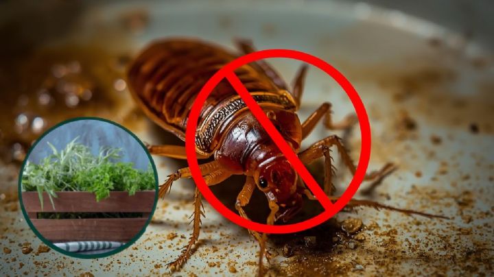 ¡Adiós cucarachas!: 4 plantas aromáticas para ahuyentarlas de la cocina