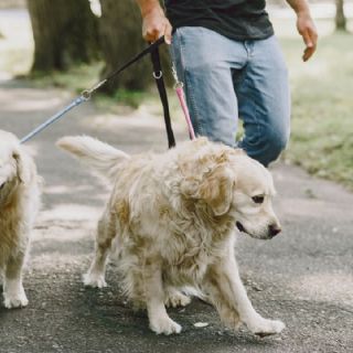 ¿Sacas a pasear a tu perro? Estos 5 errores en la rutina podrían afectar su salud