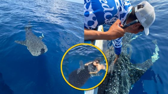 Pescadores interactúan con tiburón ballena en costas de Manzanillo | VIDEO