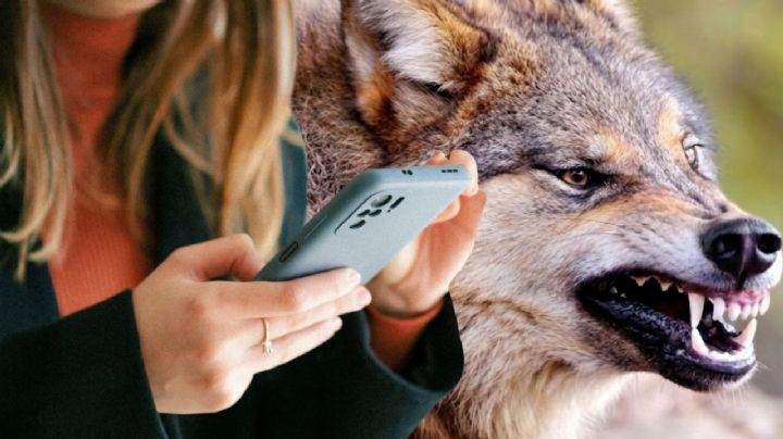 Niño de 18 meses es mordido por lobo en zoológico; sus padres estaban distraídos en el celular