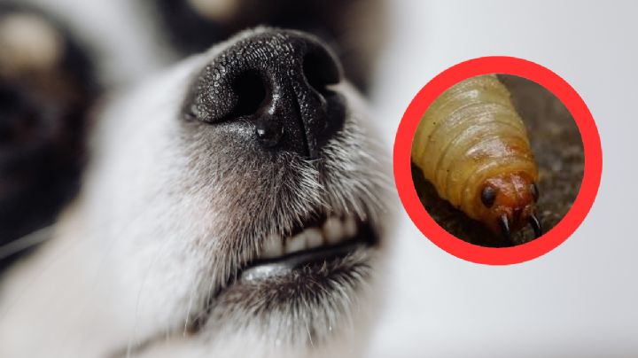 Gusano barrenador llega a Monterrey; ¡reportan que larva fue detectada en un perro!