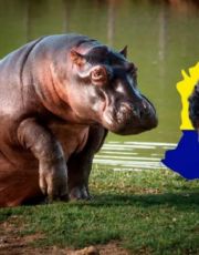 Foto descriptiva de: Colombia anuncia eutanasia masiva de hipopótamos de Pablo Escobar; decisión radical desata debate