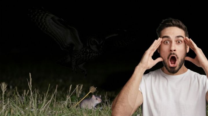 Esta criatura nocturna vuela en 'silencio'; es considerado un gran depredador de plagas