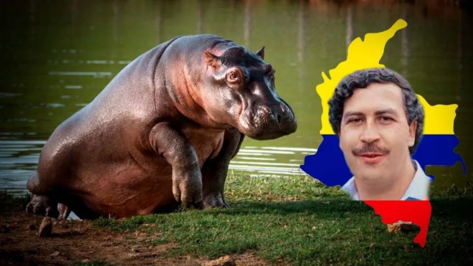 La Hacienda Nápoles concentra gran parte de los hipopótamos que serán intervenidos por el gobierno