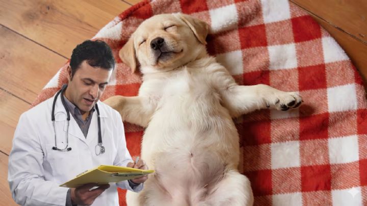 ¿Es normal que tu perro duerma con la panza hacia arriba? Esto explican los veterinarios