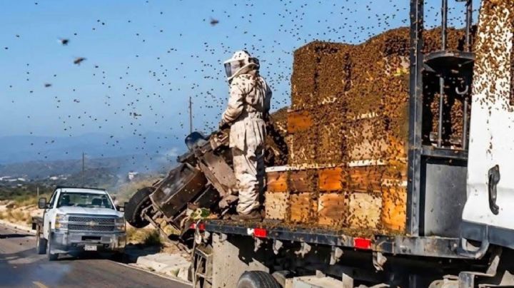 Volcadura libera miles de abejas en carretera de Nuevo León; conductor habría dormitado al volante | VIDEO
