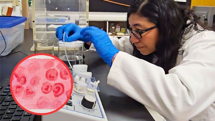 Científicos de la UNAM logran crear sangre artificial; revelan cómo ayudaría a millones de pacientes