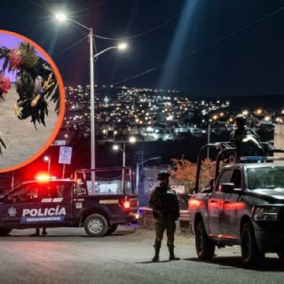 Pelea de Gallos clandestina deja cuatro muertos en Querétaro