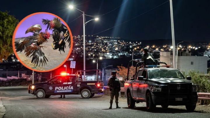 Pelea de Gallos clandestina deja 4 muertos en Querétaro; disgusto provoca balacera indiscriminada