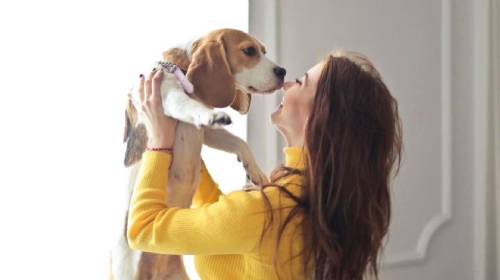 ¿Qué significa que tu mascota se emocione cuando llegas a casa?